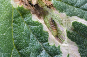 Tuta absoluta &icirc;n culturile de tomate: cum o recunoști și ce insecticide funcționează cu adevărat
