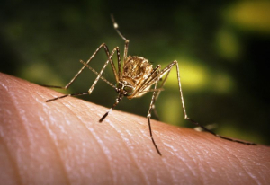 Caz de infecție cu virusul West Nile confirmat la Galaţi. Recomandările Direcției de Sănătate Publică