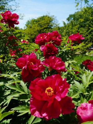 S-a deschis sezonul bujorilor &icirc;n Grădina Botanică din Galaţi