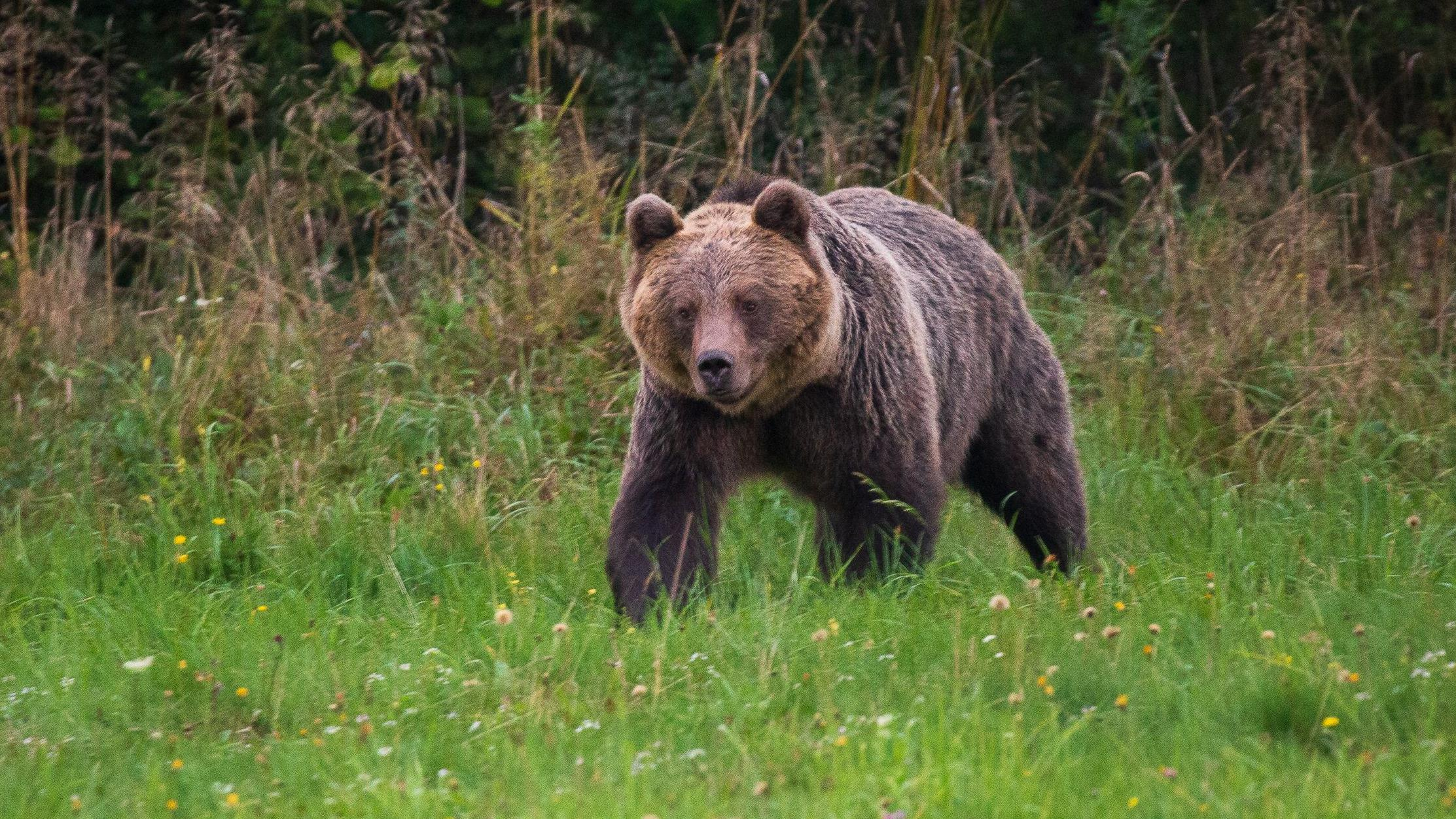 Slovacia va permite vânzarea cărnii de urs brun către public