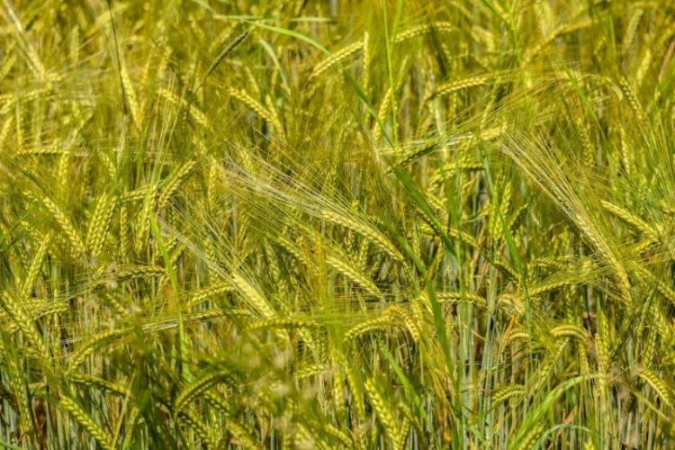 Tehnici moderne de aplicare a erbicidelor pentru eficiență maximă