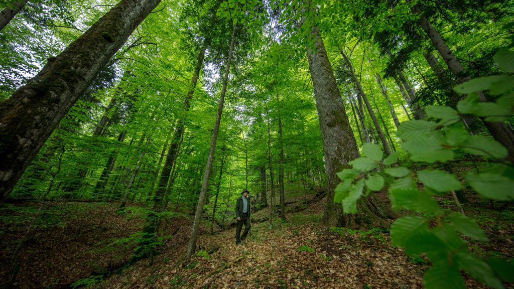 Pădurea, între patrimoniu și profit