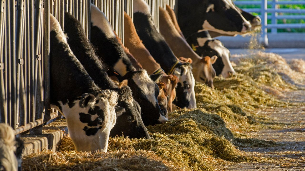 Alertă veterinară la granița de vest a României