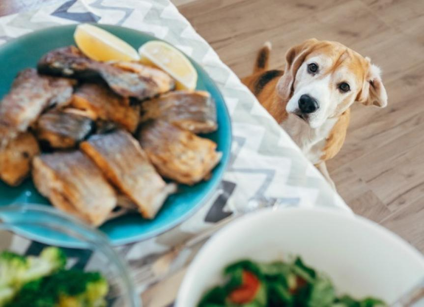 Putem să le dăm peşte câinilor şi pisicilor? Școala iubitorilor de animale