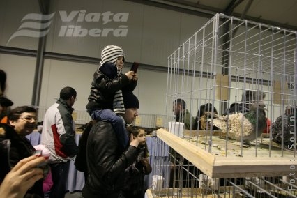 Expoziţia de porumbei - fenomen social