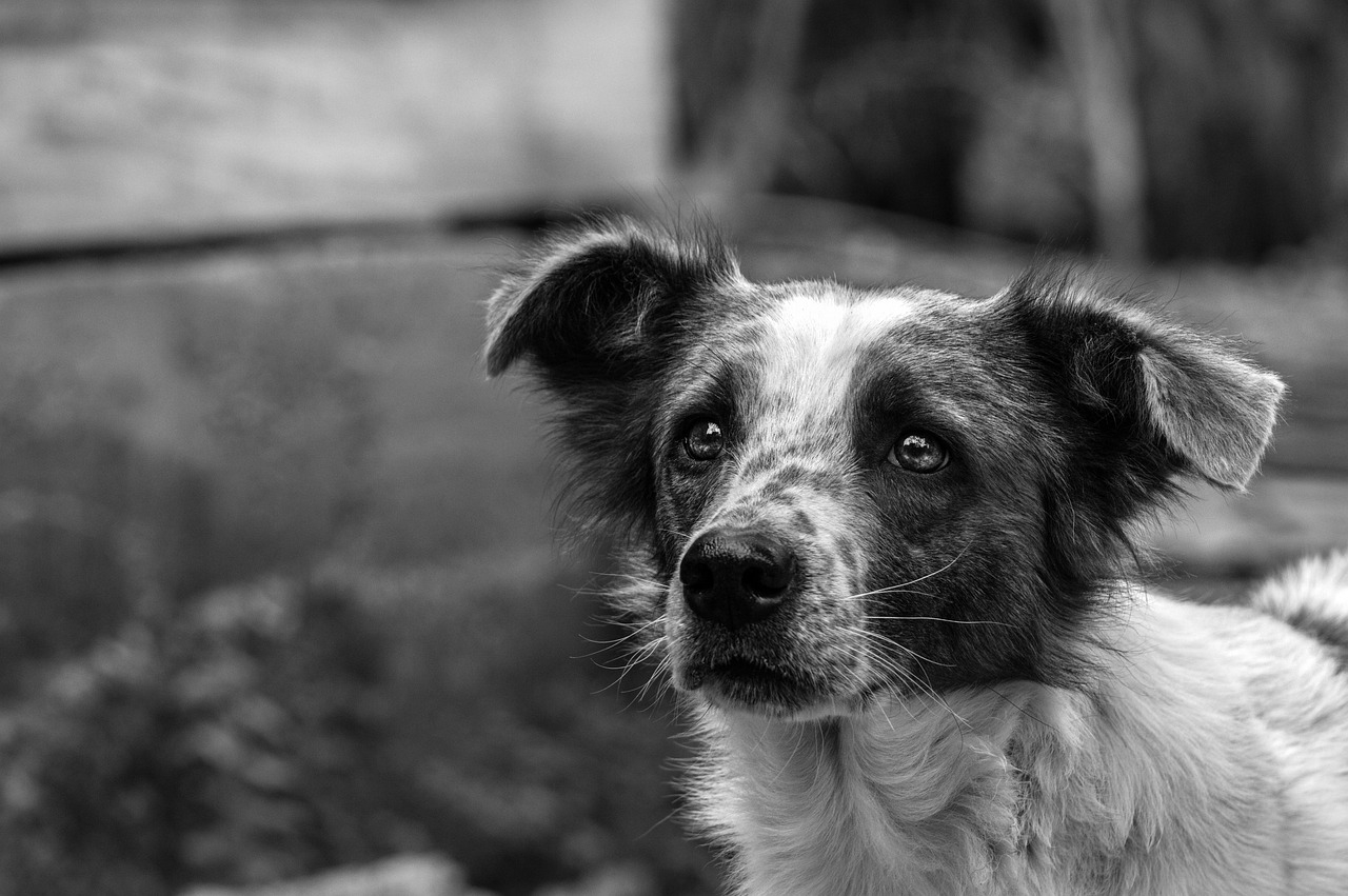 Care-i om și care-i câine?