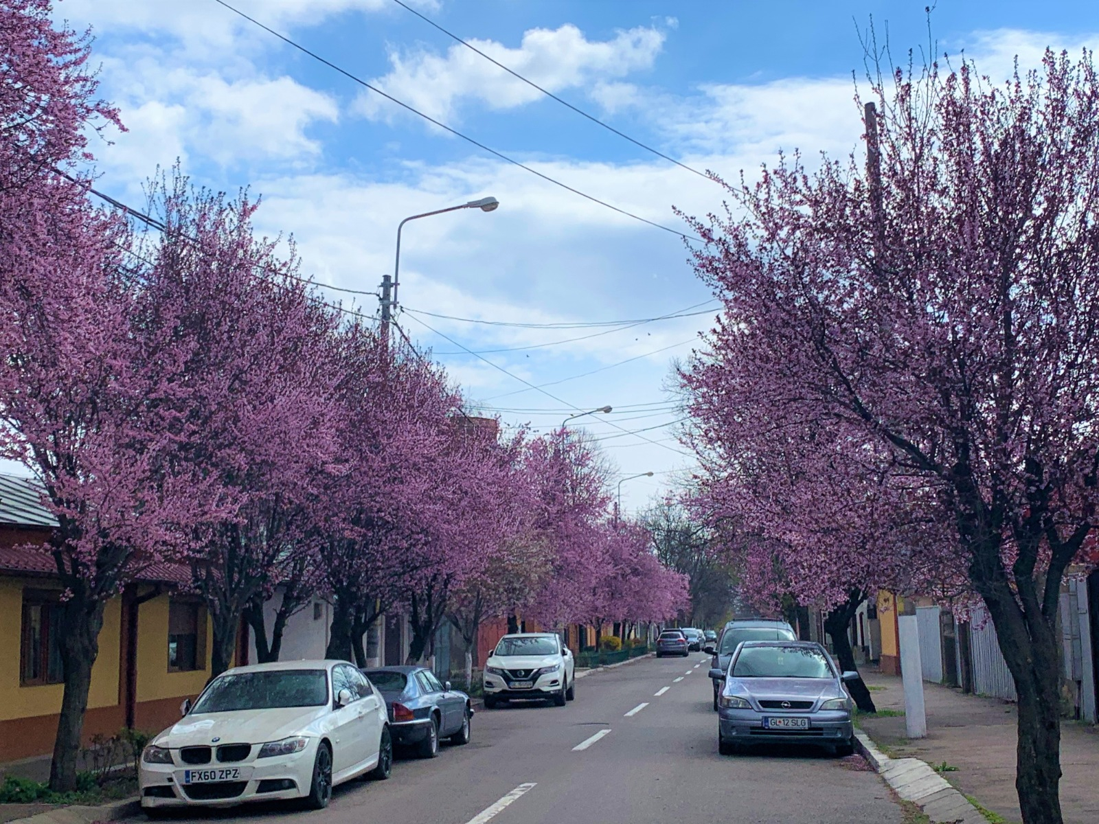 Sakura de Galați. Plimbare gratuită pe sub cei mai frumoşi cireşi în floare (FOTO)