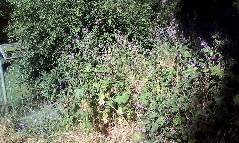 PRIN MICRO 16 - Buruieni lăsate la voia întâmplării