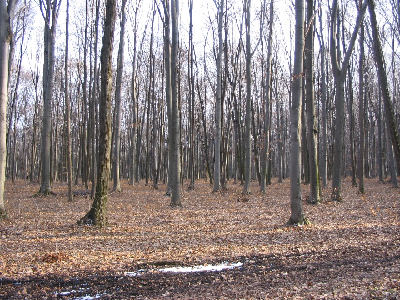 Câtă pădure mai avem în judeţul Galaţi?