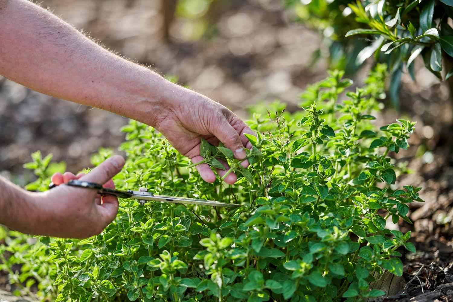 Oregano, scut natural pentru susținerea sistemului imunitar