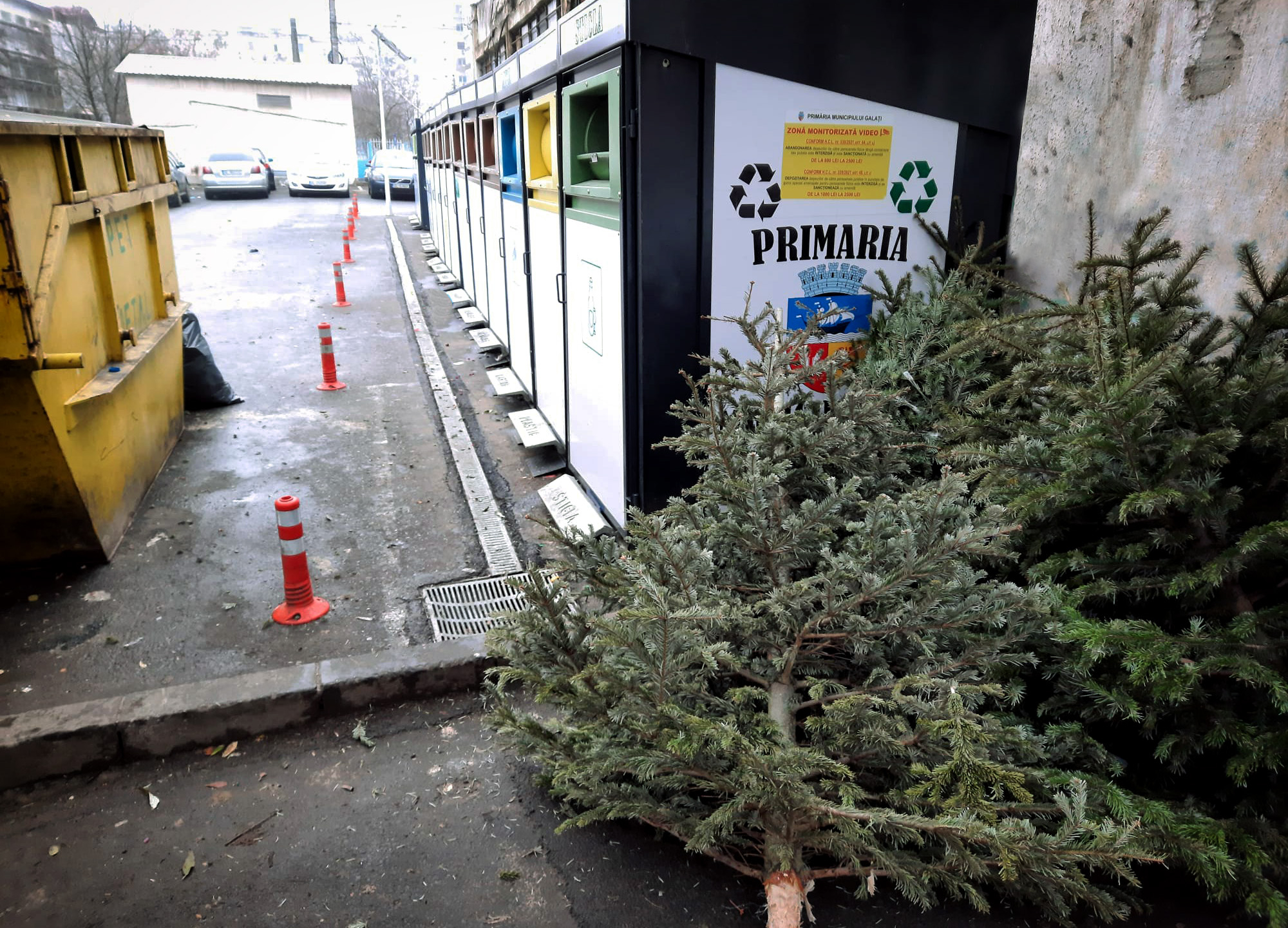 Brazii de Crăciun pot să devină compost