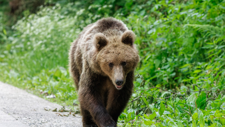 Reținuți după ce au împușcat ilegal un urs