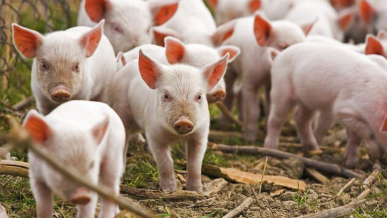 Industria cărnii de porc din România, în colaps