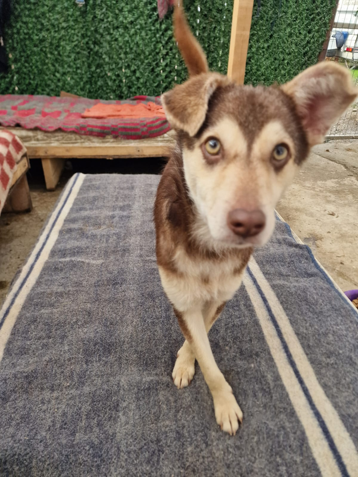 Un căţel cu ochi de miere îşi caută o familie. Şcoala iubitorilor de animale (FOTO/VIDEO)