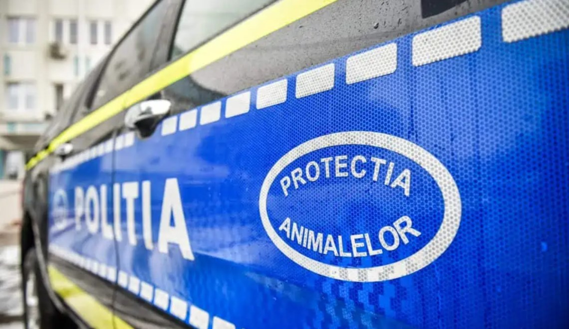 Amendă uriașă pentru o tânără care și-a lăsat cățeii pe stradă