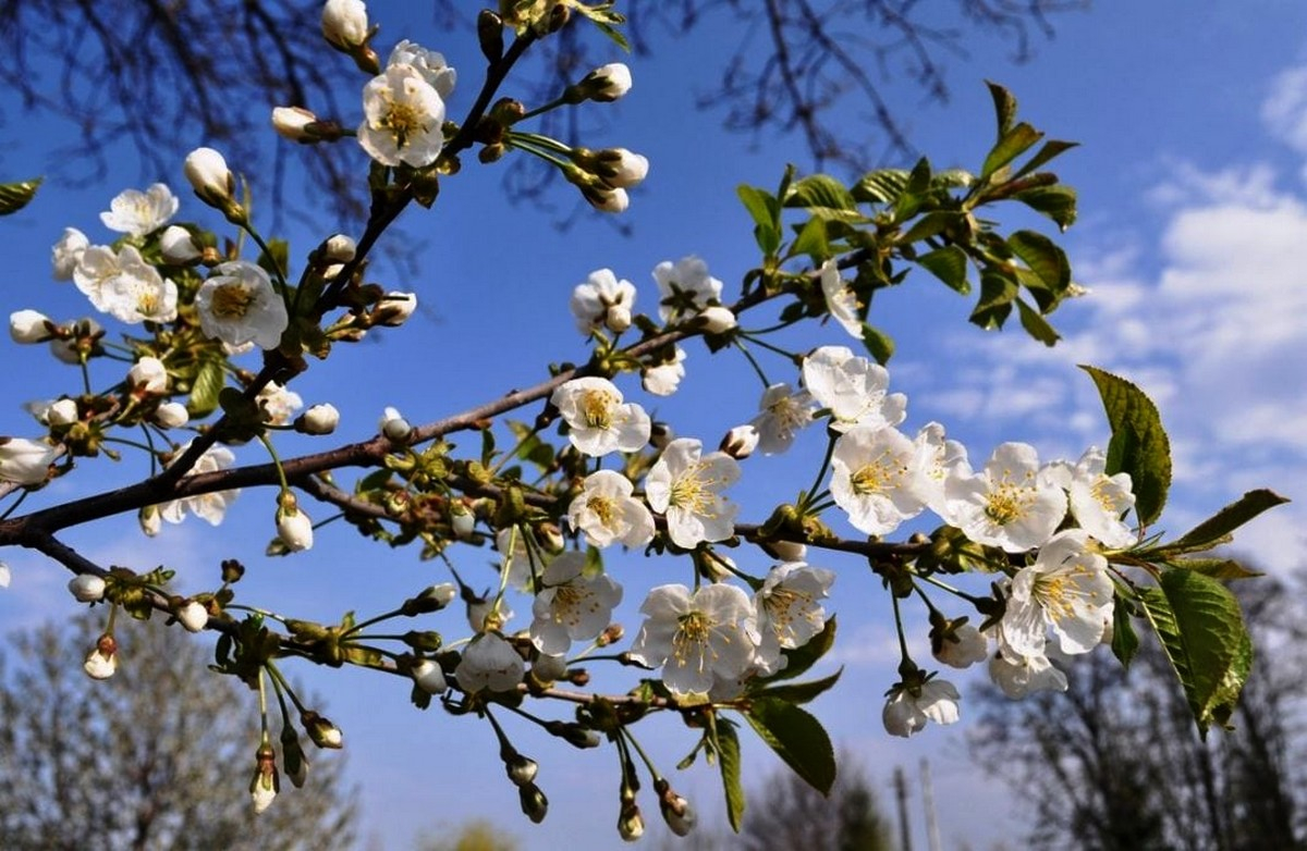 Prognoza meteo: Temperaturi normale de început de primăvară