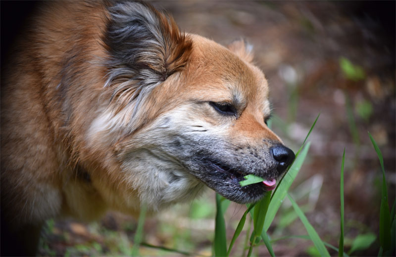 De ce mănâncă iarbă câinele şi pisica? Școala iubitorilor de animale