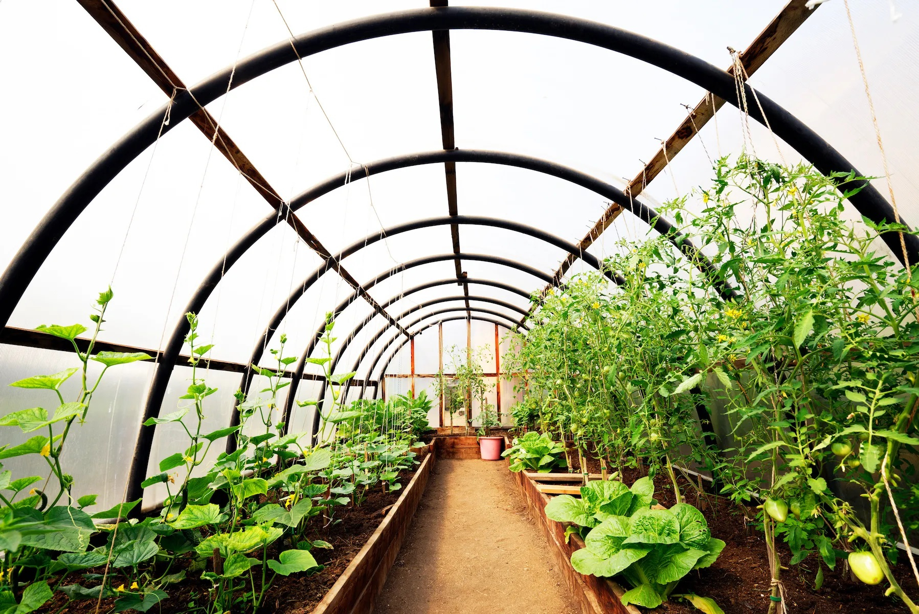 Sprijin pentru cultivarea legumelor în sere