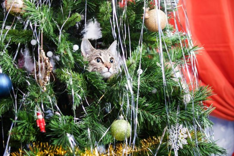 „Leşinul” bradului şi multe pericole pentru câini şi pisici