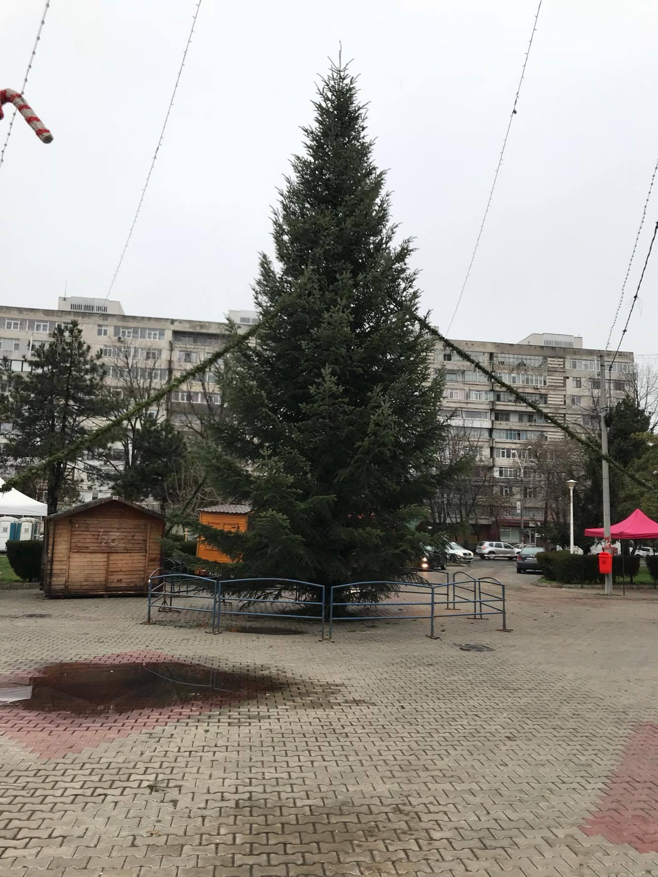 BRAD DE CRĂCIUN, de aproape 14 metri, pentru gălăţeni
