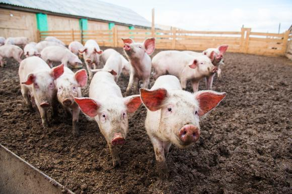 ÎNGRIJORĂTOR! Pesta porcină se extinde