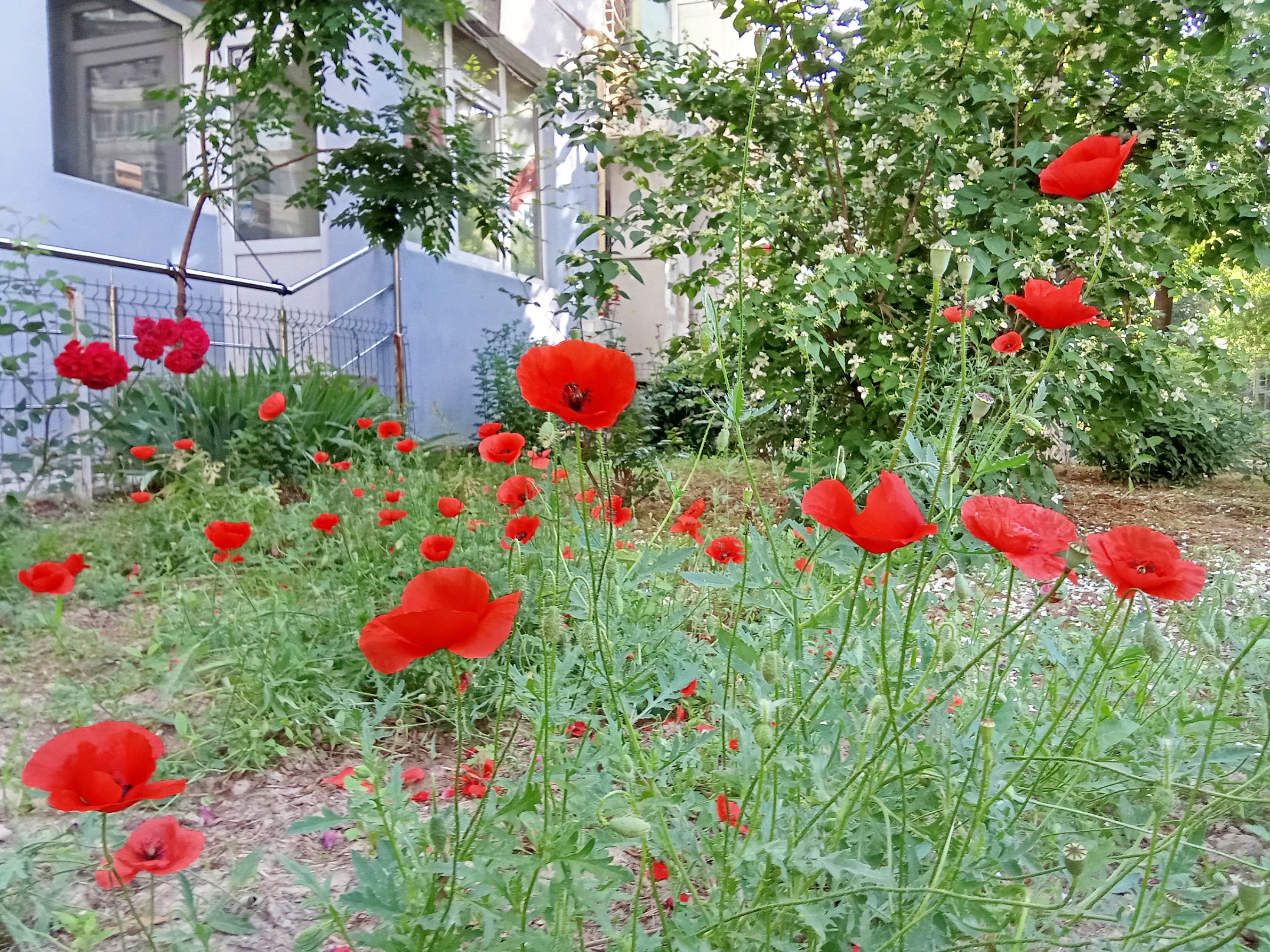 Poza zilei. Grădinița cu maci și iasomie din Micro 19
