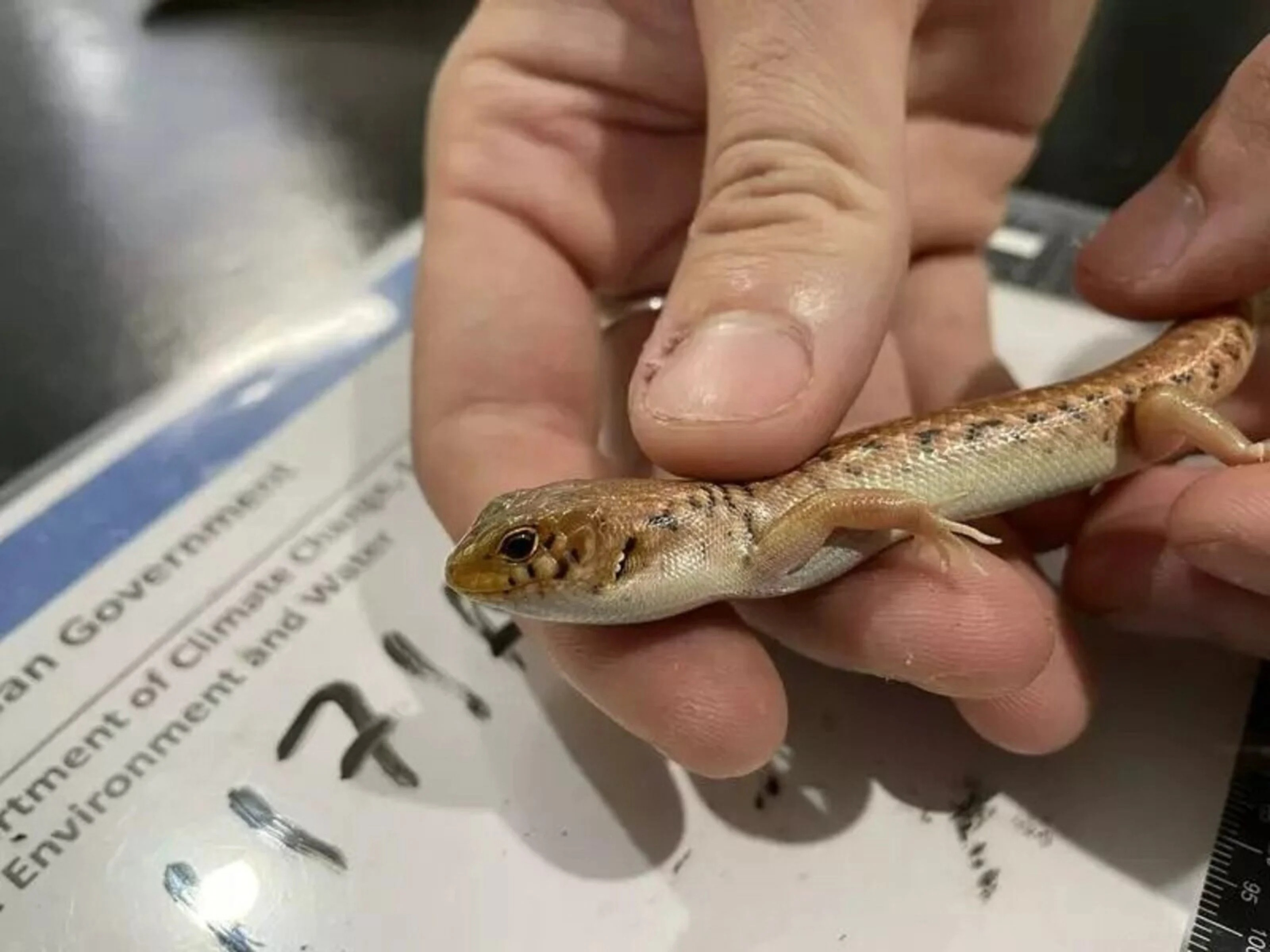 Opt ani de închisoare pentru un traficant de reptile