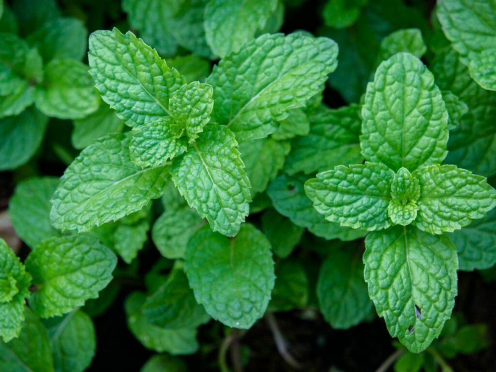 „A freca menta”. Semantică