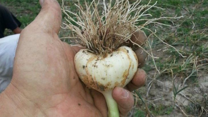 Sprijin financiar pentru cultivatorii de usturoi