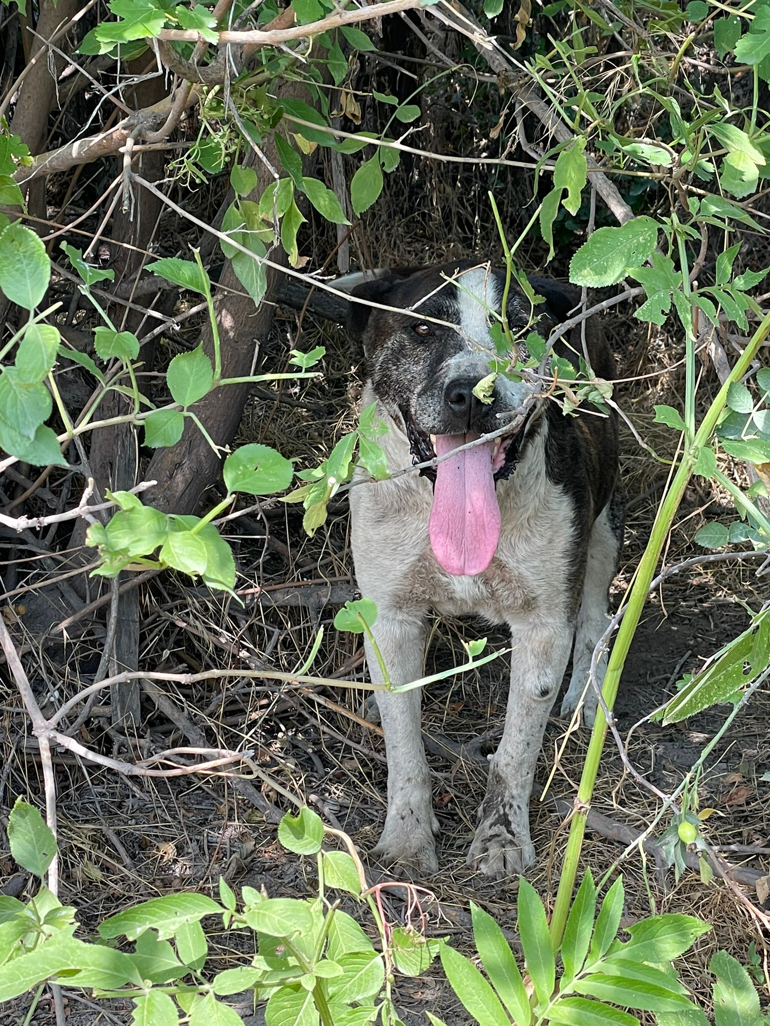 Un câine din rasa Amstaff, legat cu sârme și abandonat în pădure