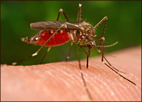 Cum scăpăm de muşcăturile de ţânţari - Tratament şi prevenire