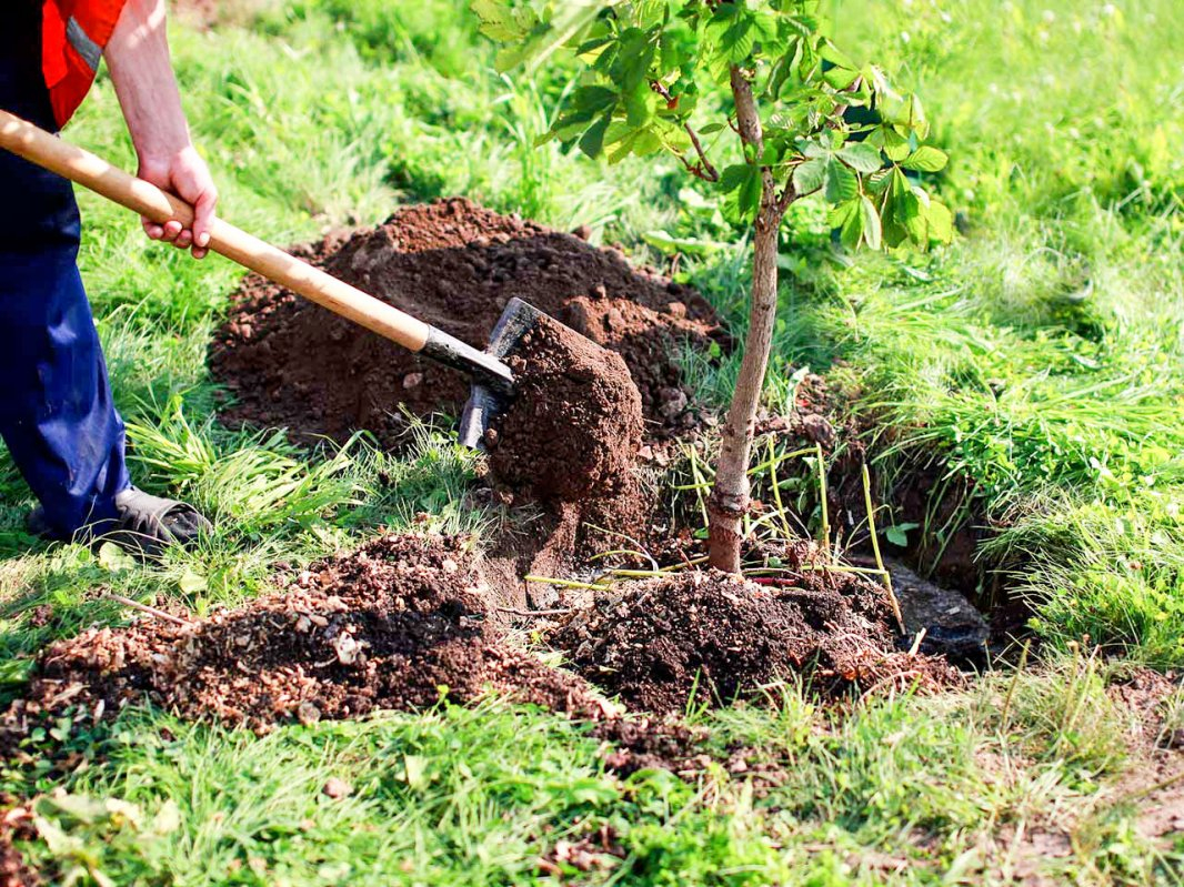 Studenții sunt invitați să „planteze viitorul”, de Ziua Pământului