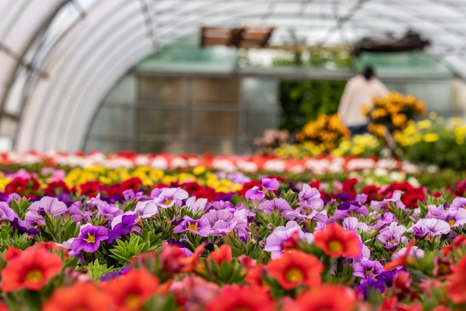 OJFIR Galați: A fost publicat Ghidul pentru investiții în floricultură, plante medicinale și aromatice