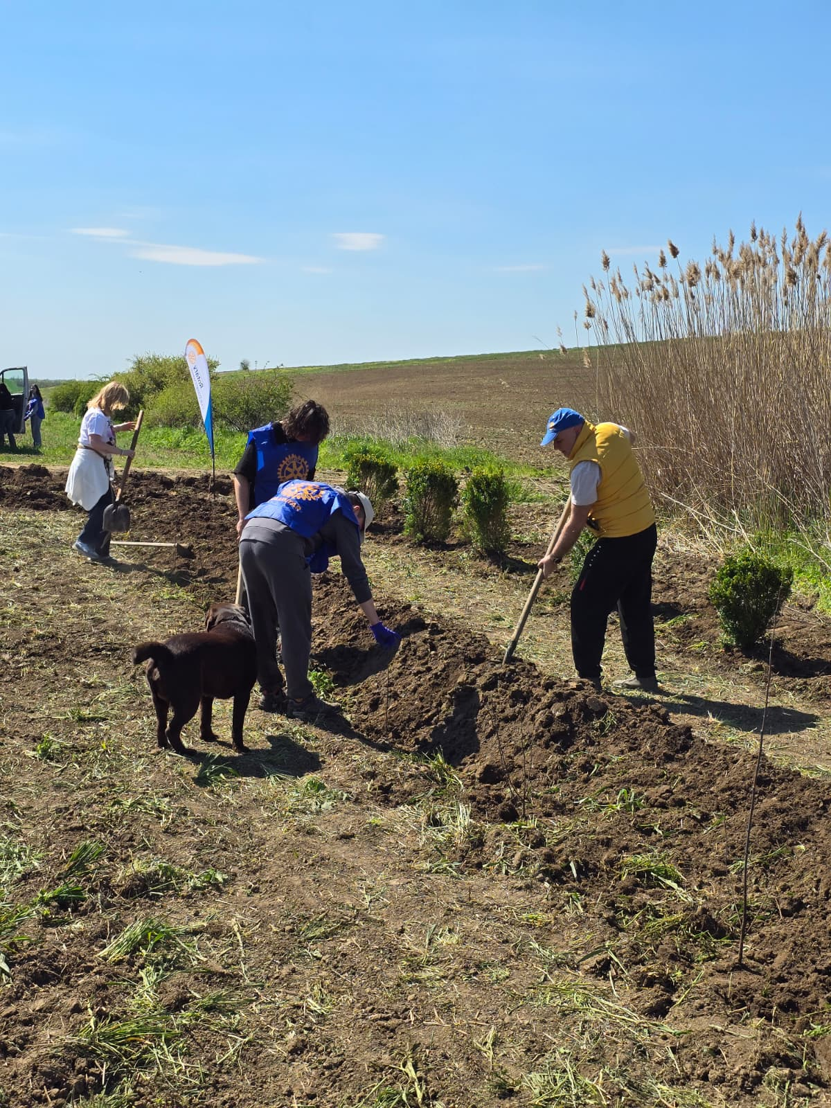 Viitor mai verde prin proiectul „Pădurea Rotary”