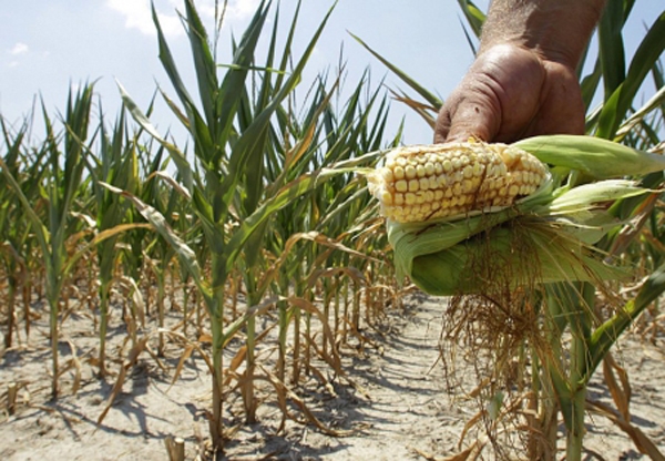 DESPĂGUBIRI pentru agricultorii afectaţi de SECETĂ