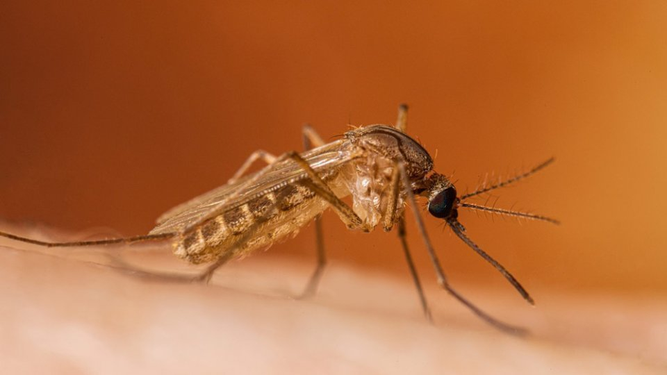 Al doilea caz de meningoencefalită West Nile la Galați