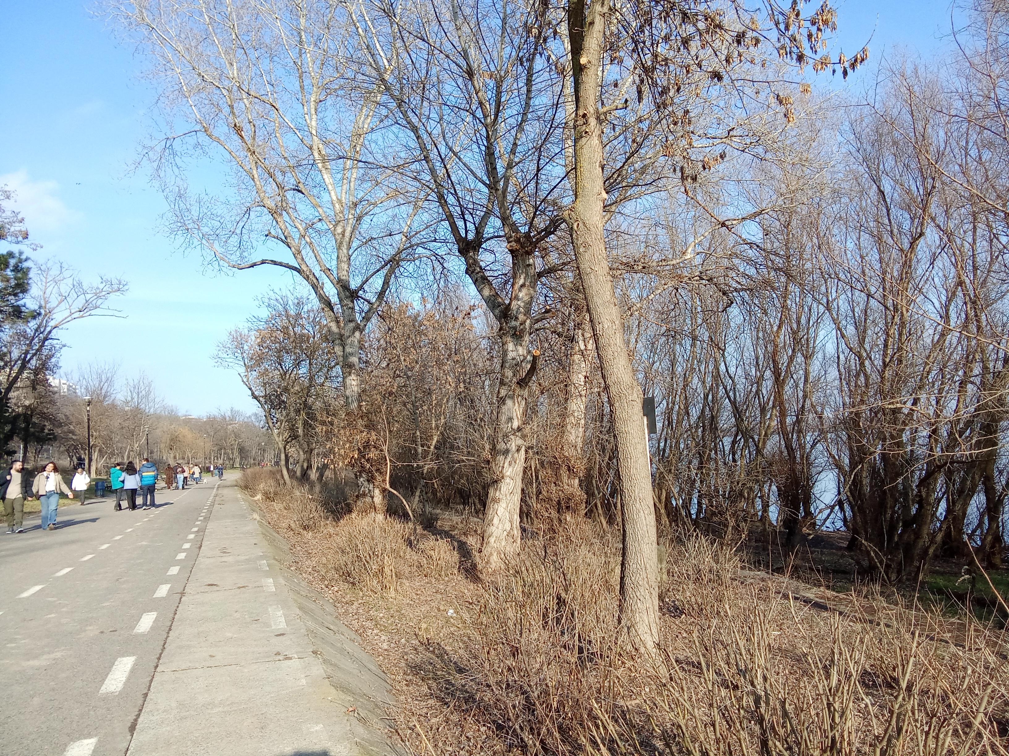 Câţi arbori vor fi tăiaţi şi câţi plantaţi, pe Faleza Dunării