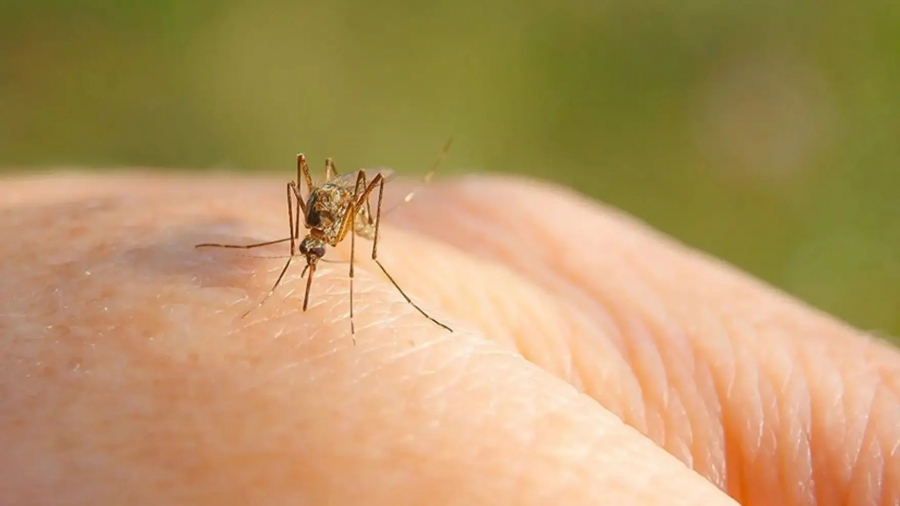 Atenție la infectarea cu virusul West Nile! Recomandări ale Direcției de Sănătate Publică