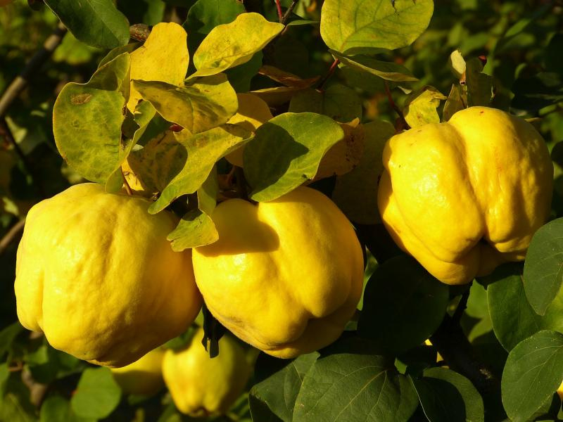Gutuile ajută în curele de slăbire