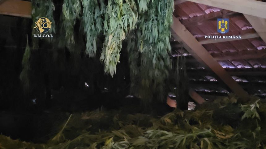 Cultură de canabis în Timiș, cu sistem de irigații și supraveghere video