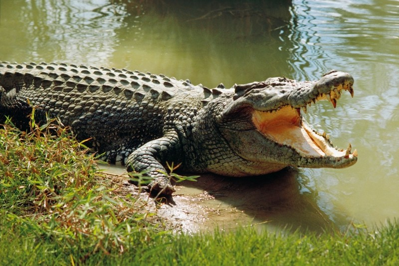 Zeci de crocodili, sacrificați înainte de inundații