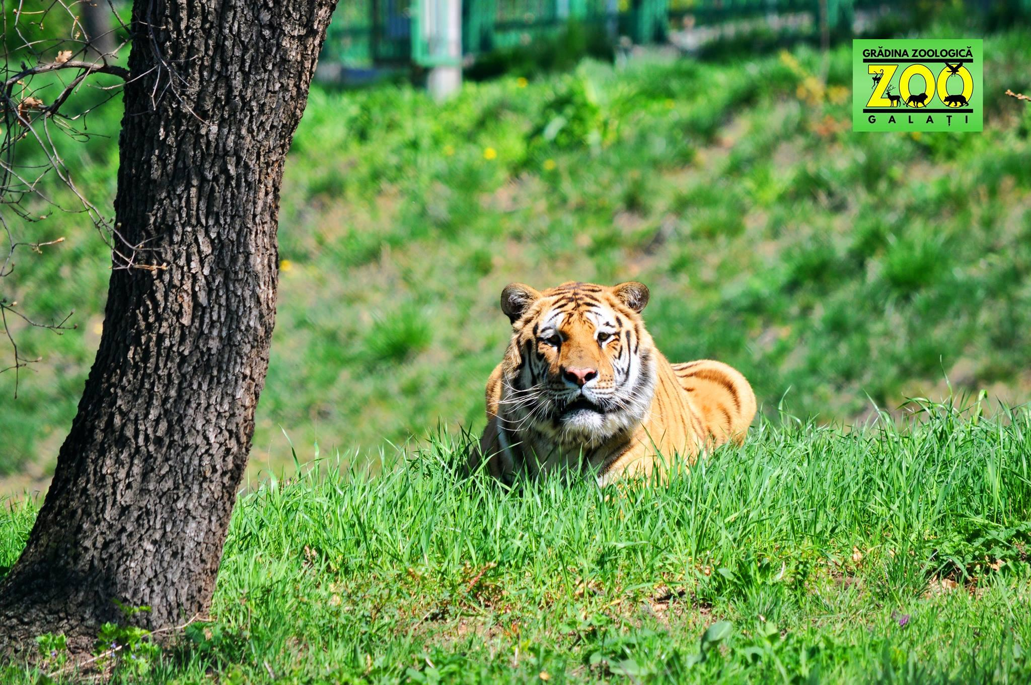 Programul de vizitare de la Grădina Zoologică