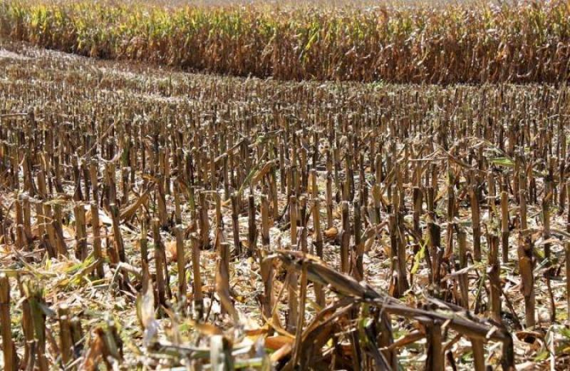 Peste 450.000 de hectare, pârjolite de secetă