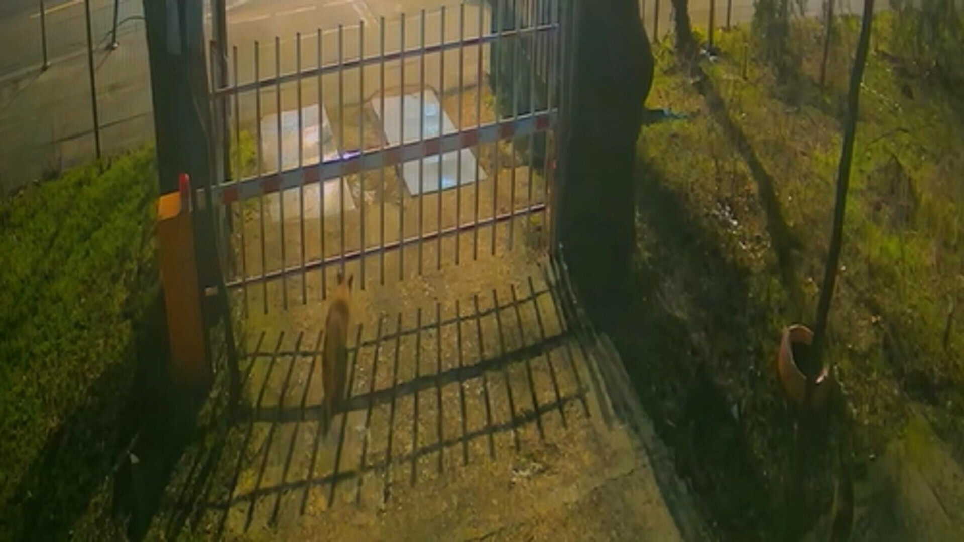 Ecologie urbană: Vulpi surprinse în centrul Bucureştiului, la Muzeul „Antipa”