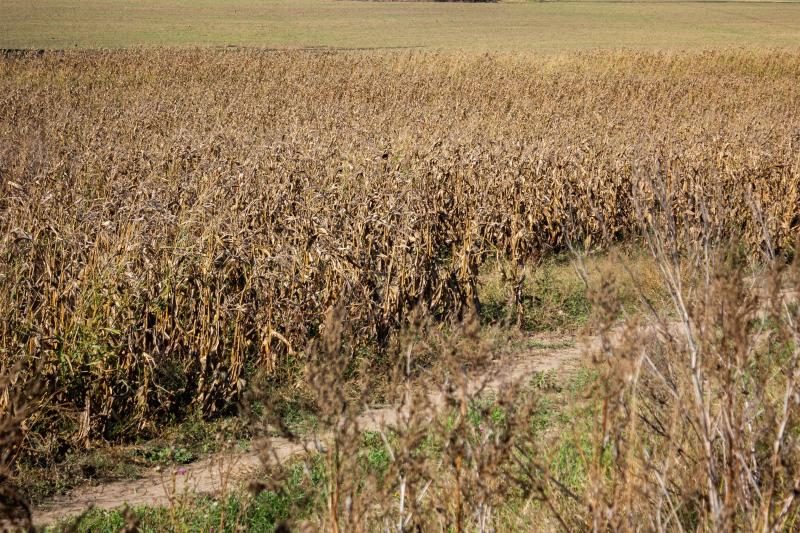 Aproape 600.000 de hectare, afectate de secetă