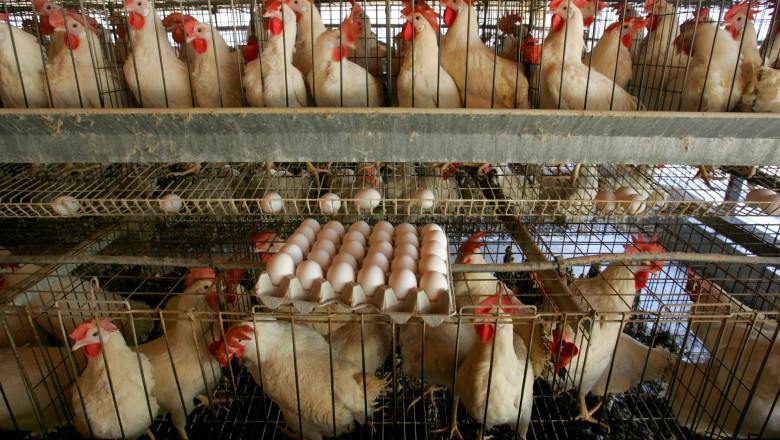 60.000 de găini infectate cu Salmonella vor fi sacrificate în judeţul Galaţi