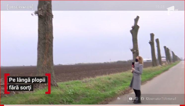 Dorel cu drujbă