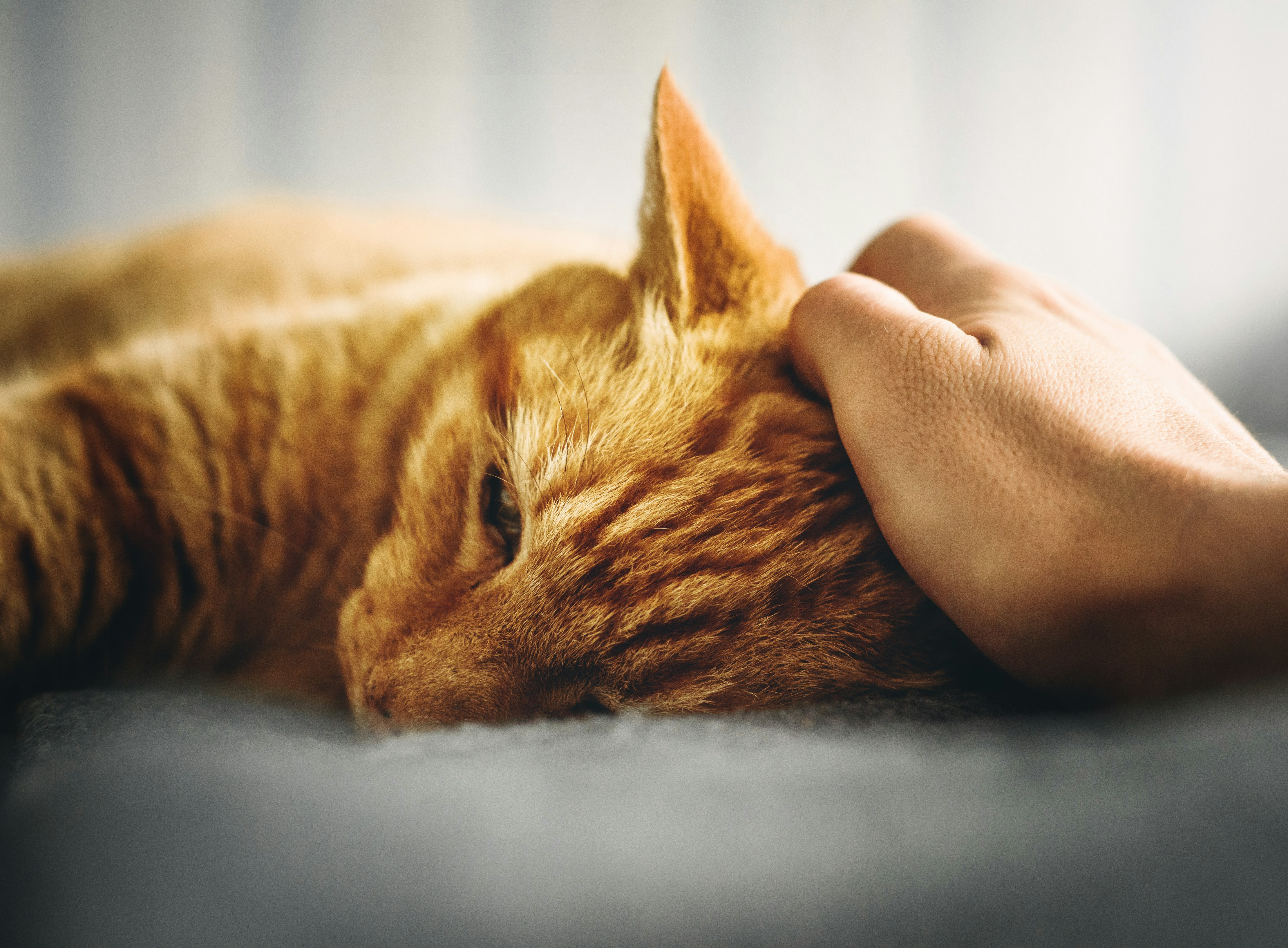 Simptome și semne că pisica e bolnavă. Şcoala iubitorilor de animale