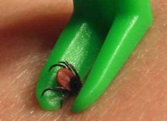 Autorităţile trebuie să cureţe oraşul de căpuşe