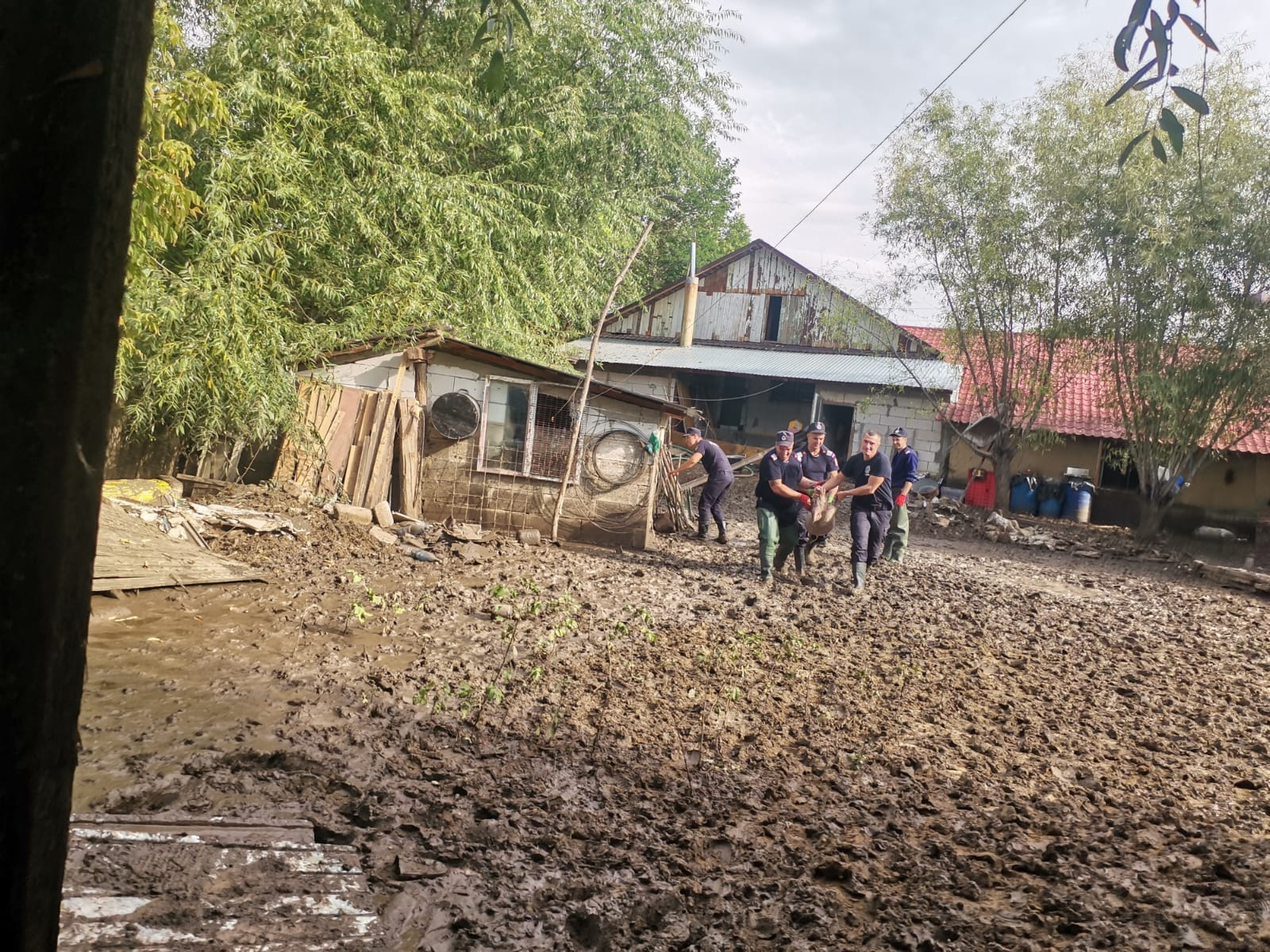 A început strângerea animalelor moarte din localitățile inundate